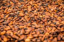 cocoa beans.jpg